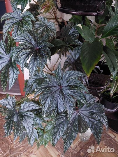 Бегония грифон