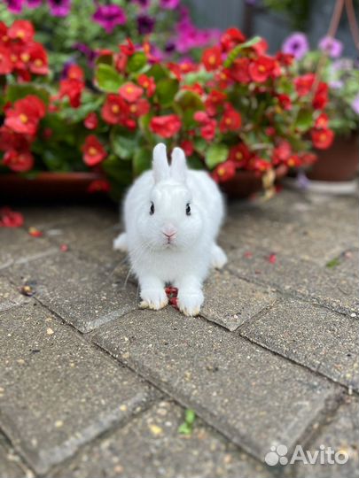 Самые миниатюрные кролики