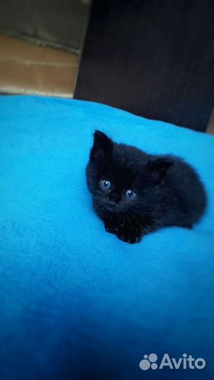 Котята Бомбейской породы