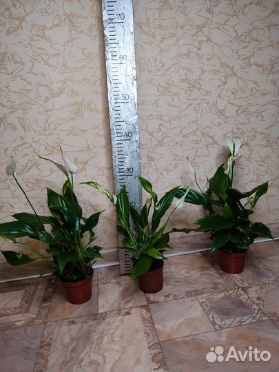 Спатифиллум