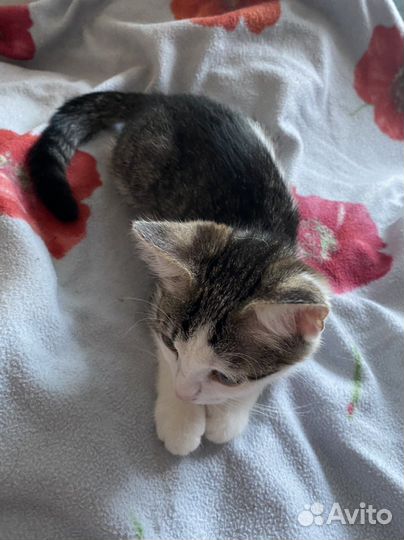 Котенок в добрые руки