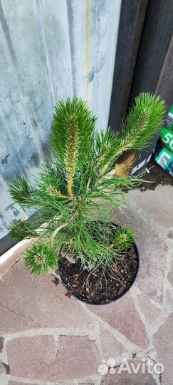 Сосна черная