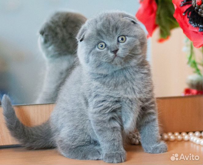 Шотландские котята