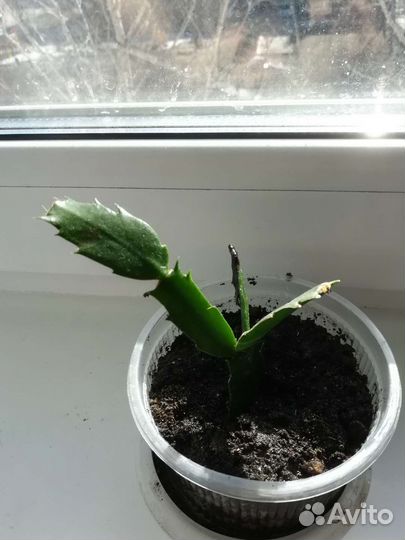 Продаю Декабрист шлюмбергера белый