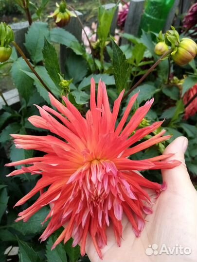 Георгины клубни