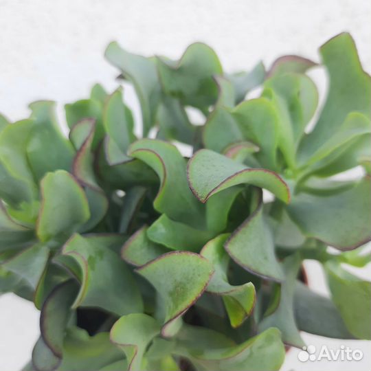 Крассула Ундулата/ Толстянка/Денежное дерево