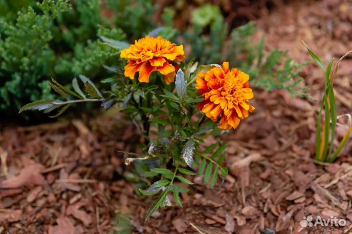 Кора мульча