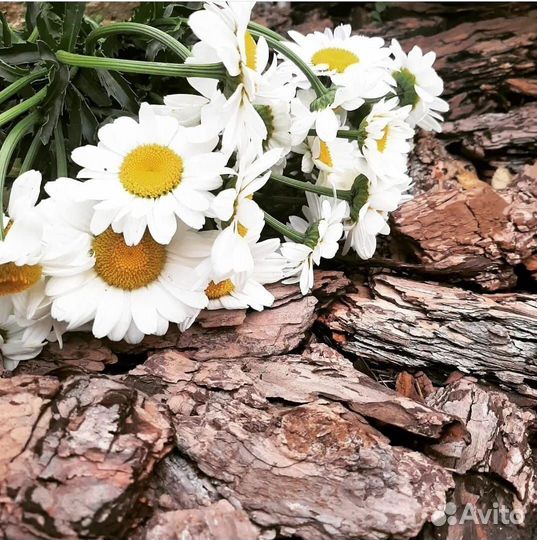 Кора сибирской лиственницы гумус