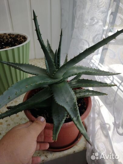 Комнатные растения