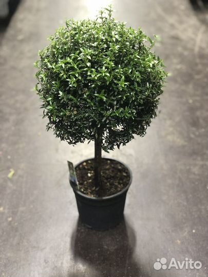 Мирт семена