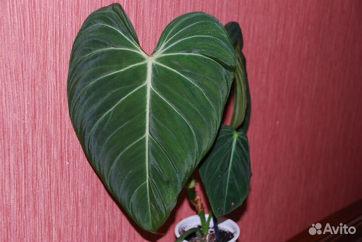Филодендрон Адрианум&Верокоссум