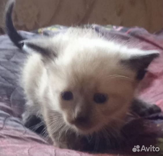 Кошечка в добрые руки