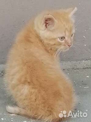 Кошка в дар бесплатно