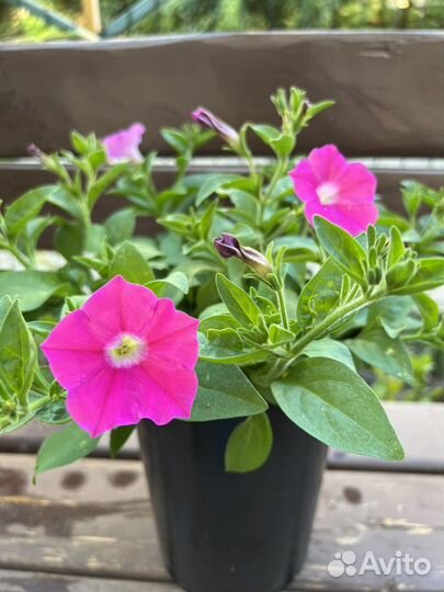 Петуния в кашпо