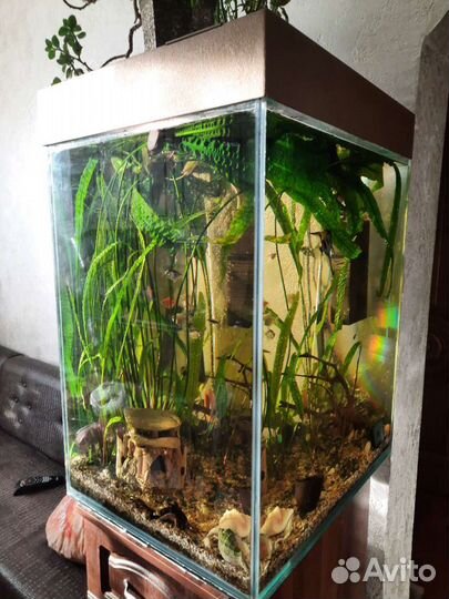 Аквариум