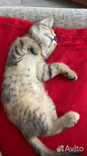Котенок
