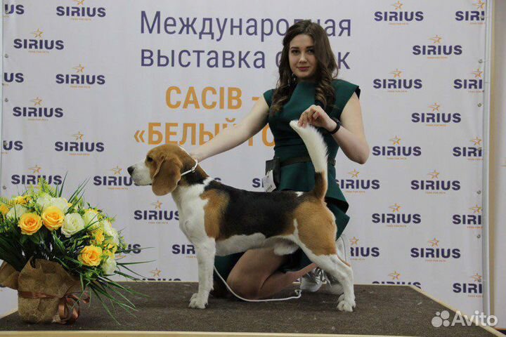 Бигль вязка