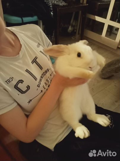 Декоративные кролики