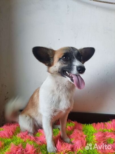 Малышка Трикси