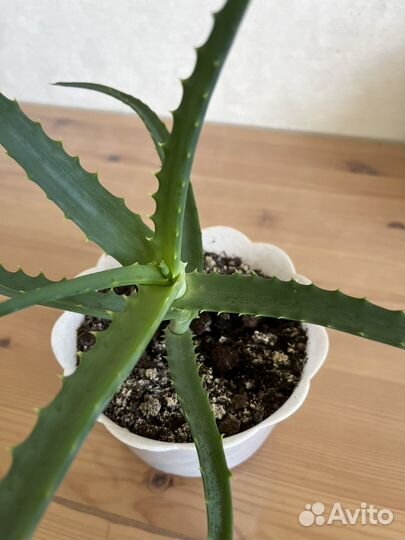 Алоэ лечебный