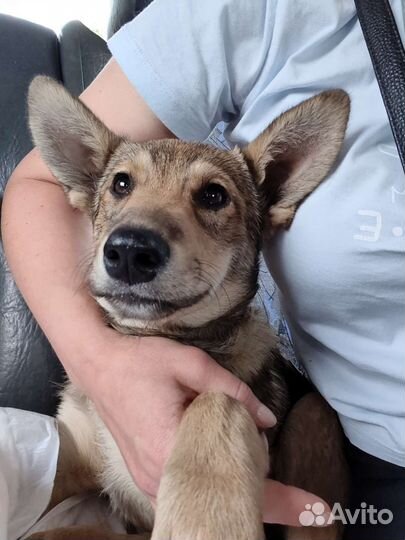 Щеночки в добрые руки