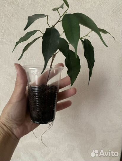 Фикус бенджамина