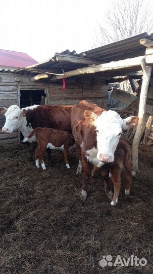 Коровы с телятами