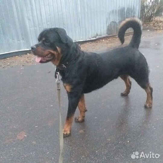 Ротвейлер на вязку
