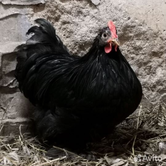 Молодые петухи