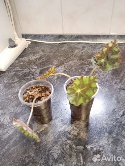 Бегония тигровая