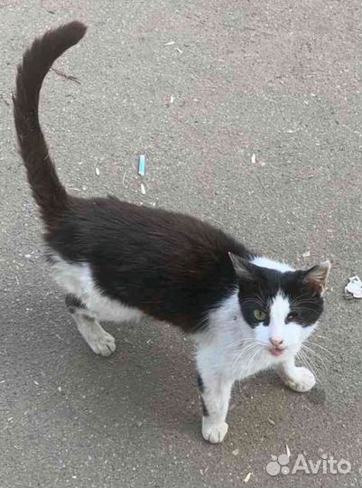 Котенок девочка