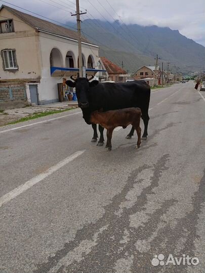 Продается корова с телёнком
