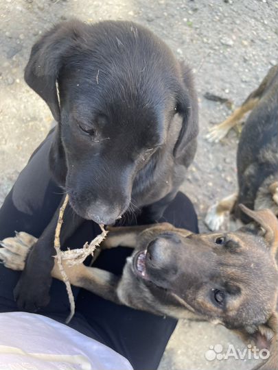 Собака в добрые руки