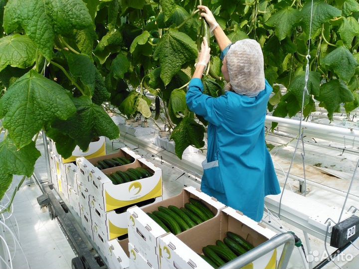 Рабочие в теплицу/Ежедневная оплата/Подработка