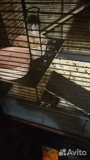 Две крысы с клеткой и всем необходимым