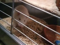 Ручная крыска с клеткой
