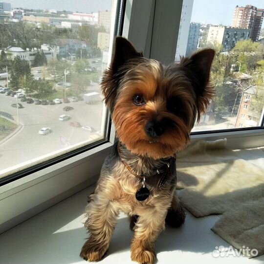 Йоркширский терьер вязка мальчик