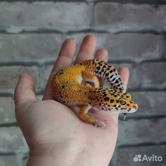 Леопардовый Геккон, пятнистый эублефар, самка