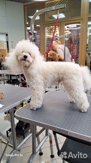 Стрижка собак,кошек, животных,грумер