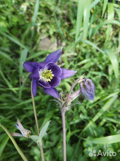 Ирисы Аквилегия Яснотка