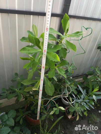 Синадениум Гранта