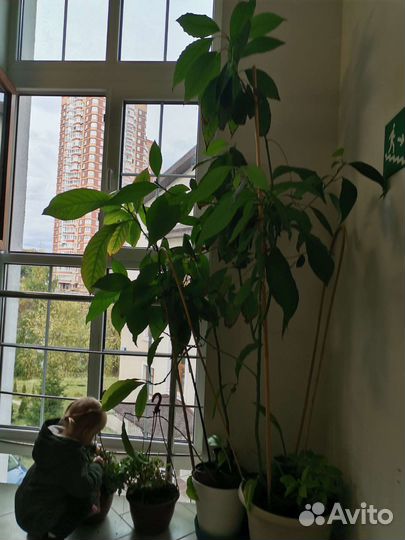 Авокадо дерево