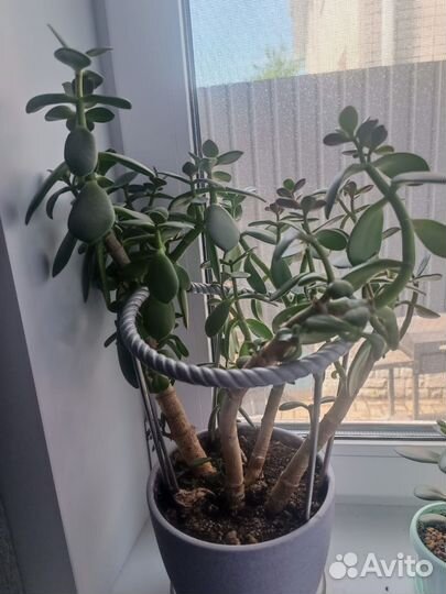 Толстянка (денежное дерево)