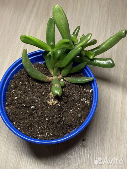 Крассула толстянка денежное дерево