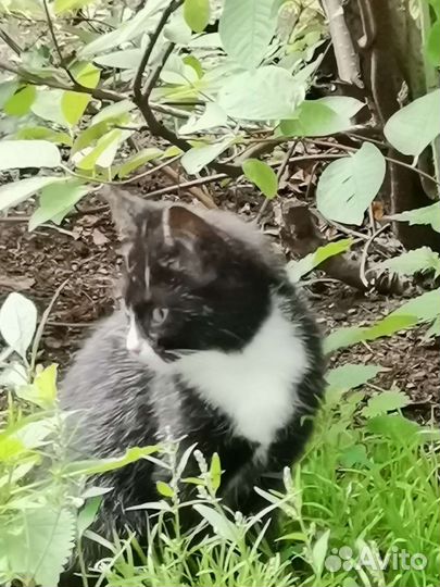 Возьмите котенка