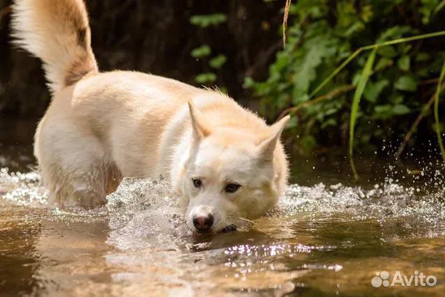 Собака в добрые руки