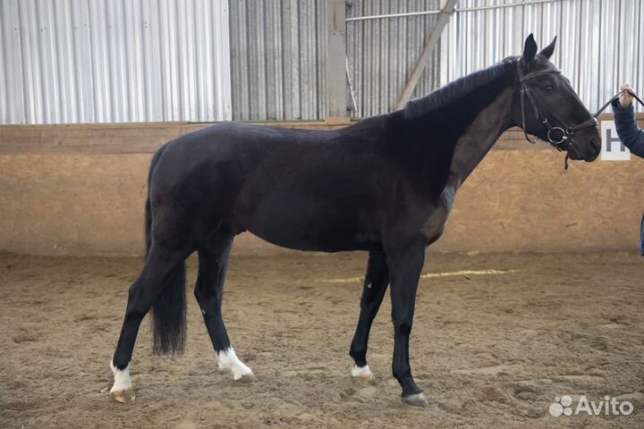 Вороной мерин для люб. конкура и выездки