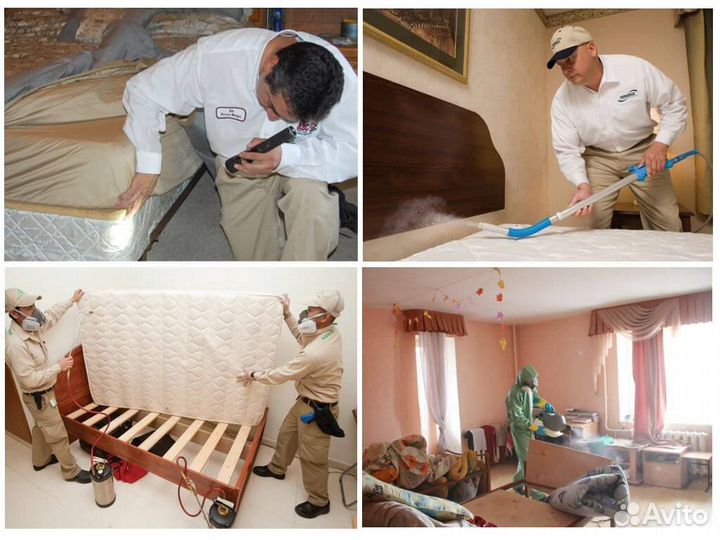 Уничтожение клопов клещей тараканов блох муравьев