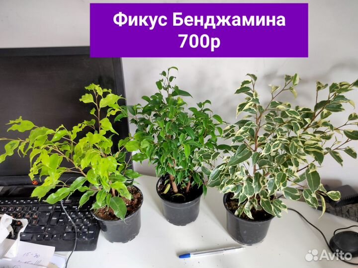 Комнатные растения