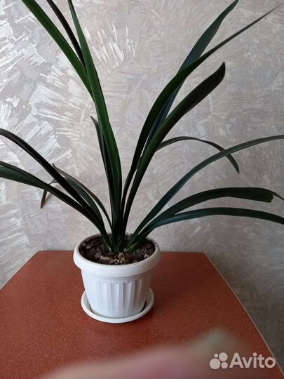 Комнатное растение Кливия